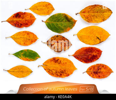 La collecte de feuilles vert-brun jaune à points du vers. Ensemble de feuilles d'automne sur un fond blanc. Plantes sur le blanc isolé ba Banque D'Images