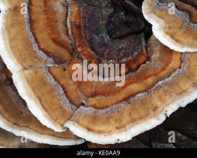 Turquie (champignons queue Trametes versicolor) - polysaccharides populaires-contenant des champignons médicinaux - croissant dans une forêt en WA, USA Banque D'Images