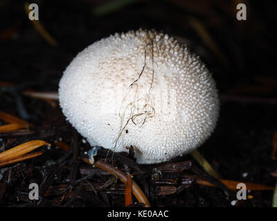 Gem-comestibles champignons puffball cloutés (Lycoperdon perlatum) poussant dans une forêt du nord-ouest du Pacifique Banque D'Images