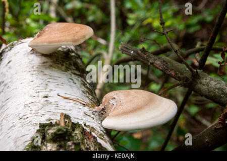 Merveilles de la forêt d'automne, très beau paysage bouleau recouverts de mousse et sur elle pousse beaucoup de champignons. Banque D'Images