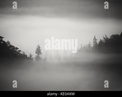 Brume D'été colorés dénudée. forêt après une lourde nuit pluvieuse. treetops est passé de brouillard épais et de décapage de l'inversion. Banque D'Images