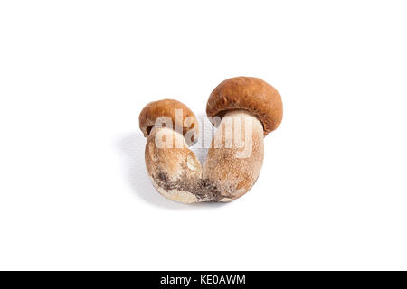 Récolté à l'automne des champignons comestibles double cèpes (Boletus edulis) connu sous le nom de champignons porcini isolé sur fond blanc. Banque D'Images