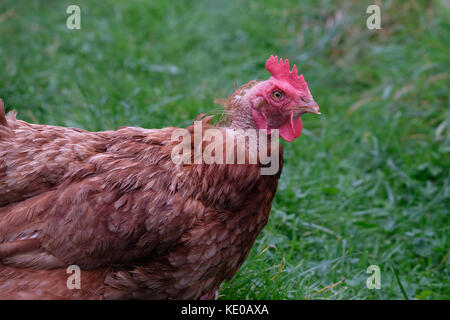 Poulet à plumes brun en liberté sur l'herbe Banque D'Images