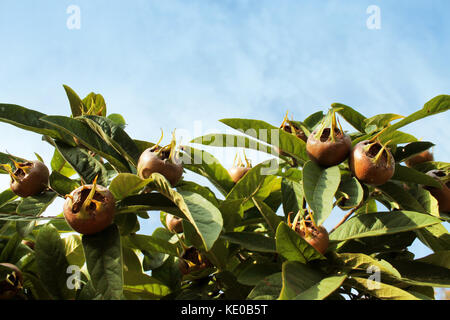 Mespilus ou nèfles en gros plan d'arbres fruitiers. Banque D'Images