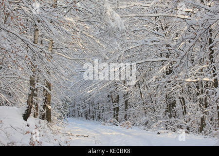 Piste forestière à la forêt d'hiver près de Neuhaus, naturpark arnsberger wald, coesfeld, Sauerland, NRW, Allemagne / abtsdorf dans winterwald bei neuhaus Banque D'Images