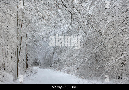 Piste forestière à la forêt d'hiver près de Arnsberg, naturpark arnsberger wald, coesfeld, Sauerland, NRW, Allemagne / abtsdorf dans arnsbe bei winterwald Banque D'Images