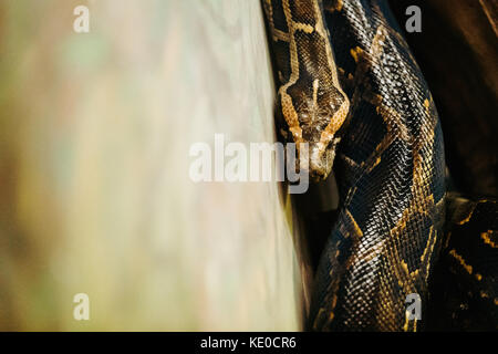 Photo en gros plan des matières dangereuses grandi python Banque D'Images