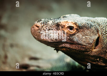 Photo en gros plan de l'article lézard calmement dans la nature Banque D'Images