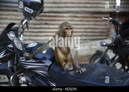 Katmandou, Népal. 17 octobre 2017. Un singe repose sur une moto à l'intérieur du temple de Pashupathinath, site classé au patrimoine de l'UNESCO à Katmandou, au Népal, le mardi 17 octobre 2017. Crédit: Skanda Gautam/ZUMA Wire/Alay Live News Banque D'Images