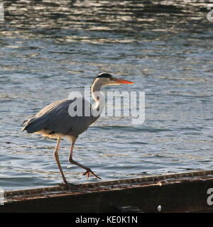 Le Buckinghamshire 17e Octobre 2017. UK La faune, le comportement des oiseaux au bord de l'eau, Willen Lake à Milton Keynes, Buckinghamshire, Angleterre, Royaume-Uni. Banque D'Images