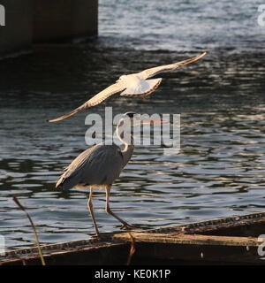 Le Buckinghamshire 17e Octobre 2017. UK La faune, le comportement des oiseaux au bord de l'eau, Willen Lake à Milton Keynes, Buckinghamshire, Angleterre, Royaume-Uni. Banque D'Images