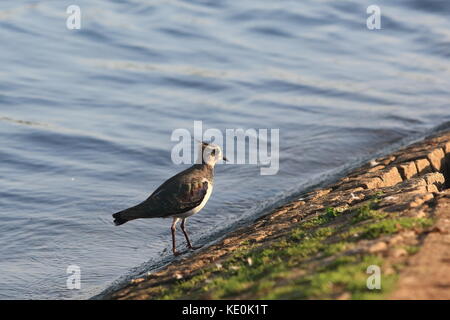 Le Buckinghamshire 17e Octobre 2017. UK La faune, sociable (Vanellus vanellus) au bord de l'eau, Willen Lake à Milton Keynes, Buckinghamshire, Angleterre, Royaume-Uni. Banque D'Images