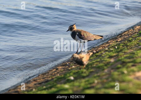 Le Buckinghamshire 17e Octobre 2017. UK La faune, le comportement des oiseaux au bord de l'eau, Willen Lake à Milton Keynes, Buckinghamshire, Angleterre, Royaume-Uni. Banque D'Images