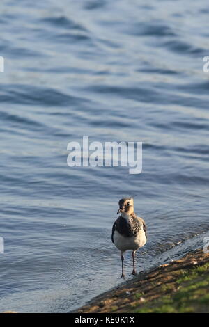 Le Buckinghamshire 17e Octobre 2017. UK La faune, le comportement des oiseaux au bord de l'eau, Willen Lake à Milton Keynes, Buckinghamshire, Angleterre, Royaume-Uni. Banque D'Images