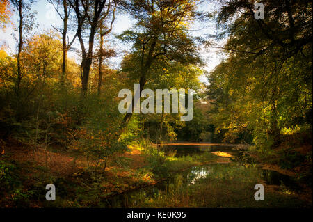 Bolton, Lancashire, UK. 17 oct, 2017. Automne glorieux soleil s'allume smithills hall woods, Bolton, Lancashire. Photo par : Paul heyes/Alamy live news Banque D'Images