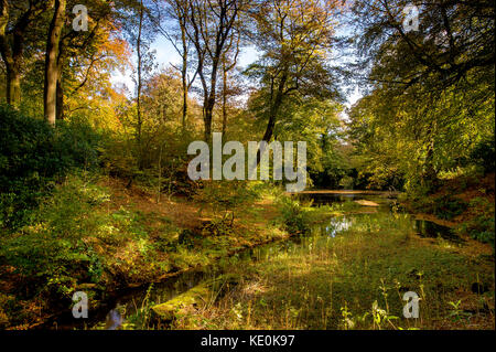 Bolton, Lancashire, UK. 17 oct, 2017. Automne glorieux soleil s'allume smithills hall woods, Bolton, Lancashire. Photo par : Paul heyes/Alamy live news Banque D'Images