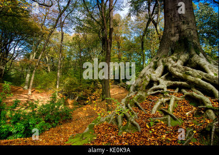 Bolton, Lancashire, UK. 17 oct, 2017. Automne glorieux soleil s'allume smithills hall woods, Bolton, Lancashire. Photo par : Paul heyes/Alamy live news Banque D'Images