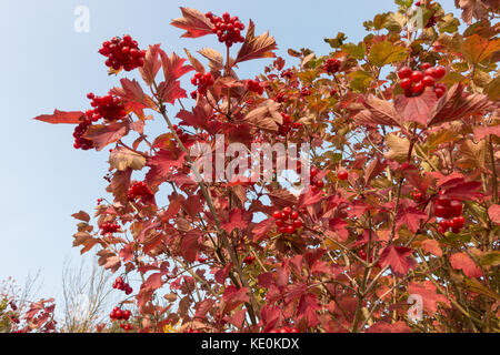 Arlesey, Bedfordshire, Royaume-Uni. 17 octobre 2017. Météo Royaume-Uni. Viburnum opulus, les baies de Guelder-Rose apportent une couleur rouge vif aux hégerauws locaux lorsque les feuilles commencent à tourner pour l'automne. Crédit : Mick Flynn/Alamy Live News Banque D'Images