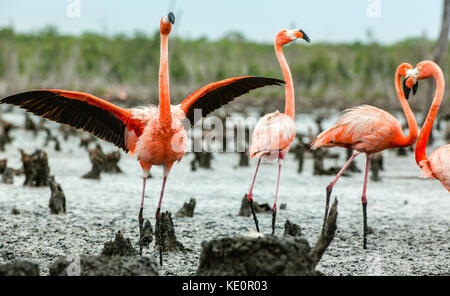 Les flamants des caraïbes ( Phoenicopterus ruber ruber). rio maximo, Camaguey, Cuba. Banque D'Images