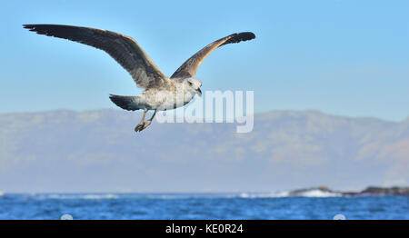 Flying gull varech juvénile Banque D'Images