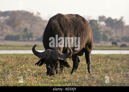 Buffle paître par la rivière Chobe, au Botswana Banque D'Images