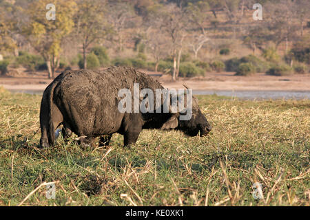 Buffle par la rivière Chobe, au Botswana Banque D'Images