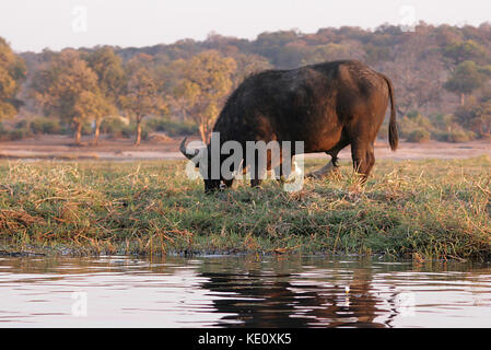 Buffle paître par la rivière Chobe, au Botswana Banque D'Images