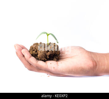 Homme de main tenir une petite pousse et une poignée de la terre isolé sur fond blanc Banque D'Images