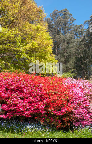 Le printemps dans les jardins des rhododendrons National à Olinda dans le Dandenong Ranges, à l'extérieur de Melbourne, Australie Banque D'Images