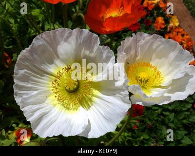 Un gros plan de deux coquelicots blancs dans un parc en Australie sur un lit de pensées Banque D'Images