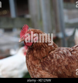 Poulet à plumes brun en liberté sur l'herbe Banque D'Images