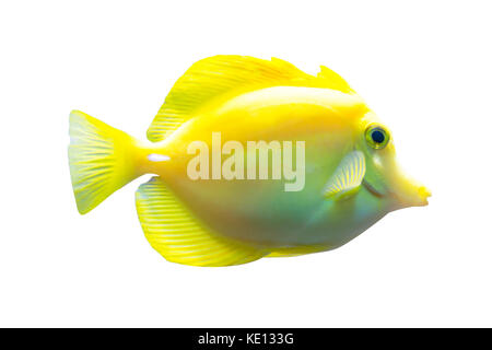 Poisson tang jaune isolé sur fond blanc Banque D'Images