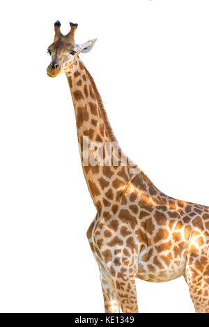 Photo de profil d'une girafe isolé sur fond blanc Banque D'Images