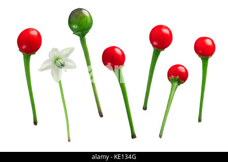 Chili Tepin ou Chiltepin poivron (Capsicum annuum var. glabriusculum), petits fruits et fleurs. Chemins de détourage pour chaque Banque D'Images