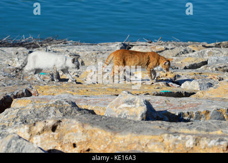 Chats sauvages vivant à l'embouchure de la rivière Segura à Guardamar del Segura sur la mer Méditerranée, Alicante, Espagne Banque D'Images