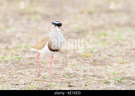 (Vanellus coronatus couronné) marche sur la savane, le parc national Kruger, Afrique du Sud. Banque D'Images