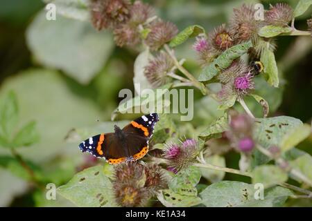 L'amiral rouge papillon, Vanessa atalanta, se nourrissant de fleurs, une plus grande bardane Arctium lappa, Pays de Galles, Royaume-Uni. Banque D'Images