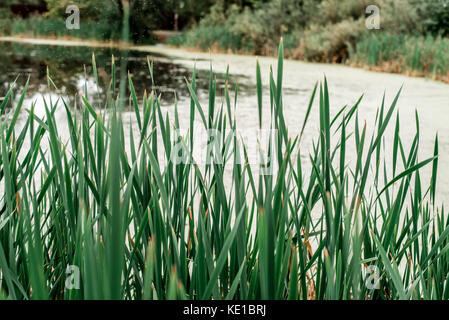 Roseaux par le lac, un jour de printemps, dans la nature, un étang recouvert d'herbe, dans le parc tôt le matin. Banque D'Images