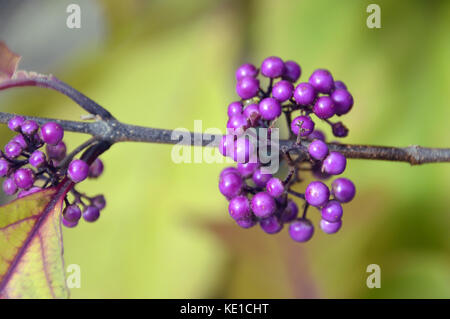 Les baies violettes de l'arbuste chinois Callicarpa Bodinieri (Giraldii profusion) Beautyberry cultivé dans un jardin de campagne anglais, Angleterre, Royaume-Uni. Banque D'Images