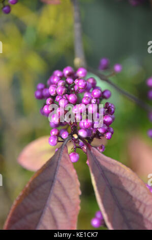 Les baies violettes de l'arbuste chinois Callicarpa Bodinieri (Giraldii profusion) Beautyberry cultivé dans un jardin de campagne anglais, Angleterre, Royaume-Uni. Banque D'Images