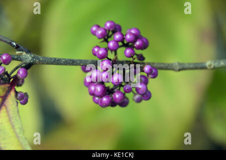 Les baies violettes de l'arbuste chinois Callicarpa Bodinieri (Giraldii profusion) Beautyberry cultivé dans un jardin de campagne anglais, Angleterre, Royaume-Uni. Banque D'Images