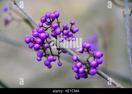 Les baies violettes de l'arbuste chinois Callicarpa Bodinieri (Giraldii profusion) Beautyberry cultivé dans un jardin de campagne anglais, Angleterre, Royaume-Uni. Banque D'Images