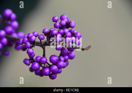 Les baies pourpres des chinois (giraldii Callicarpa bodinieri profusion beautyberry) arbuste. Banque D'Images