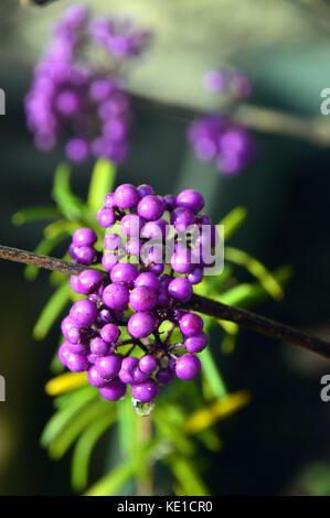 Les baies violettes de l'arbuste chinois Callicarpa Bodinieri (Giraldii profusion) Beautyberry cultivé dans un jardin de campagne anglais, Angleterre, Royaume-Uni. Banque D'Images