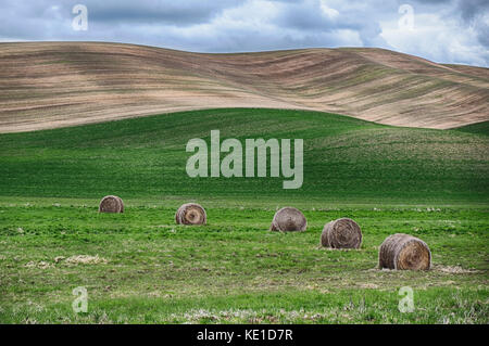 Bottes de foin sont dispersés à travers l'un des champs sous les collines de la région de palouse dans l'Est de l'état de Washington. Banque D'Images