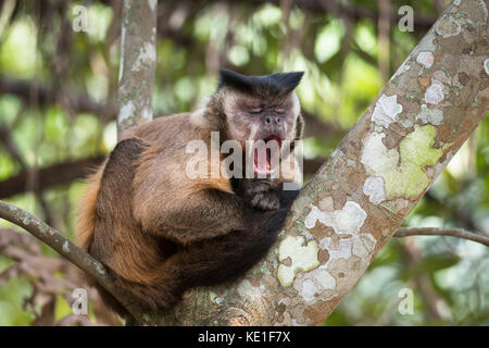 Black-striped singe capucin (Sapajus) libidinosus du Pantanal Brésilien Banque D'Images