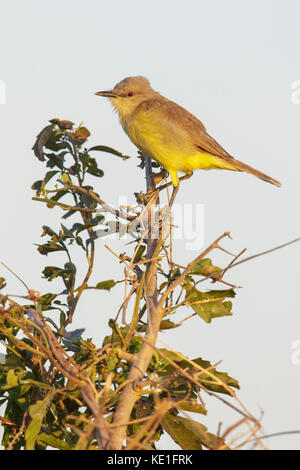 Tyran (Machetornis rixosa bovins) dans la région du Pantanal brésilien. Banque D'Images