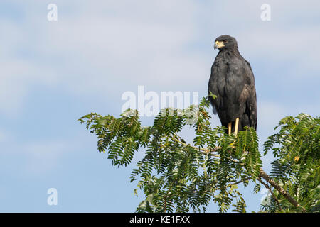 Great Black Hawk (Buteogallus urubitinga) dans la région du Pantanal au Brésil Banque D'Images