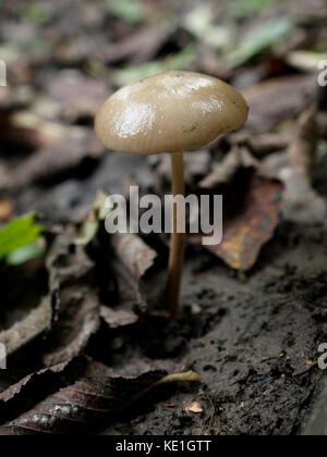 Sprucecone (strobilurus esculentus) champignons, uk Banque D'Images