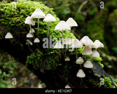 Angel's bonnet, mycena arcangeliana champignons, uk Banque D'Images